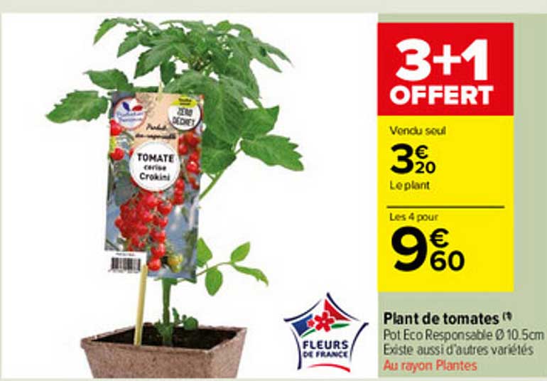 plant de tomates