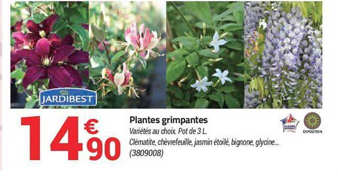 plantes grimpantes jardibest