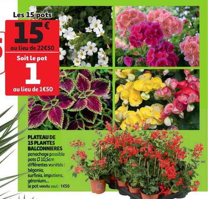 plateau de 15 plantes balconnières