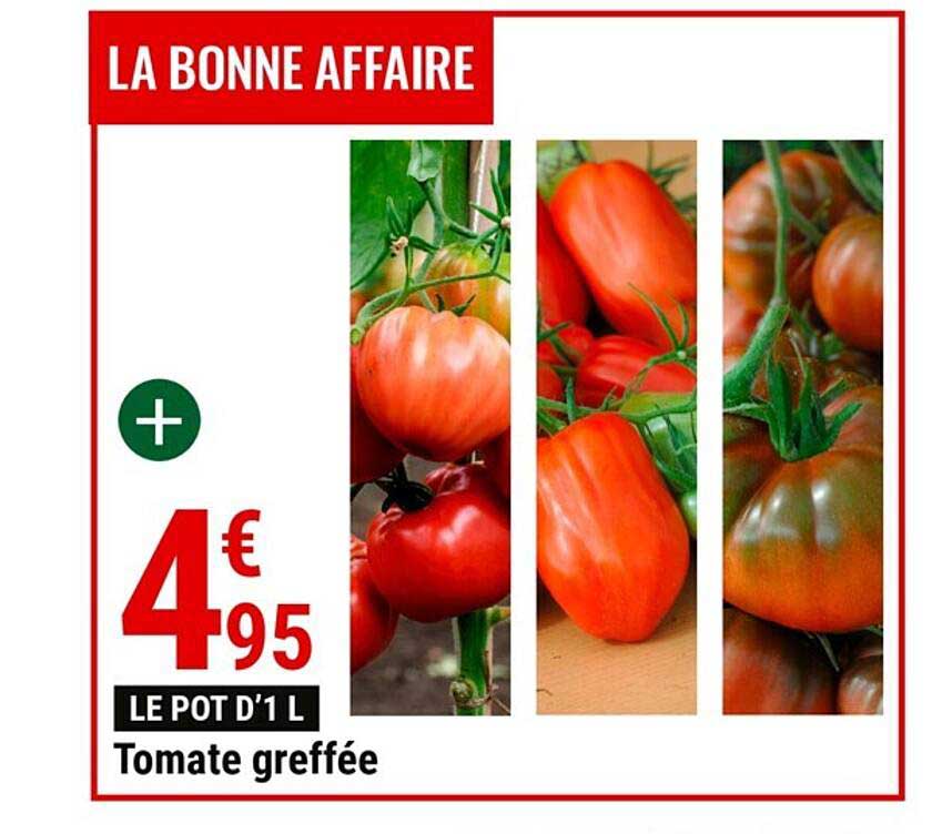 tomate greffée