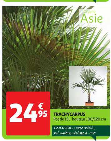 trachycarpus