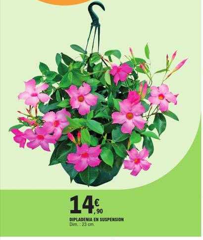 Dipladénia En Suspension