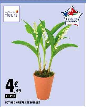 pot de 3 griffes de muguet