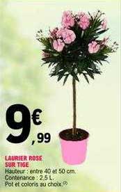 laurier rose sur tige