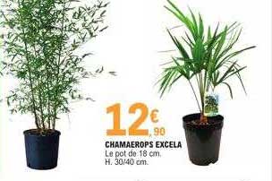 chamaerop's excela