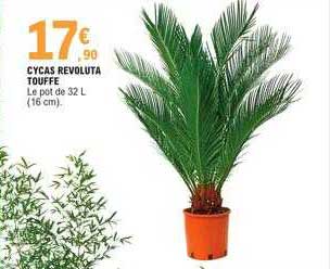 cycas revoluta touffe
