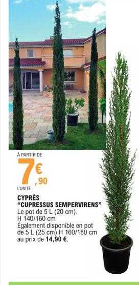 cyprès "cupressus sempervirens"
