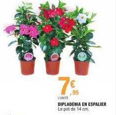 dipladénia en espalier