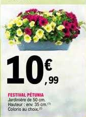 festival pétunia