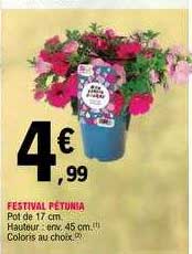 festival pétunia