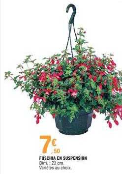 Fuschia En Suspension