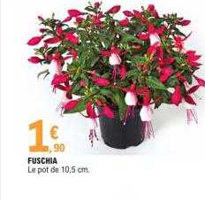 Fuschia