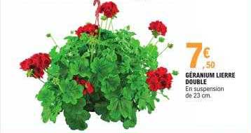 géranium lierre double