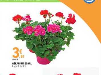 géranium zonal