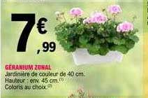 géranium zonal