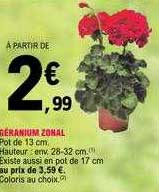 géranium zonal