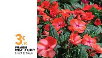 impatiens nouvelle guinée