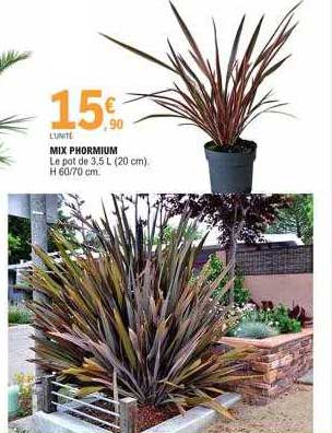 mix phormium