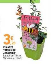 plantes "amies du jardinier"
