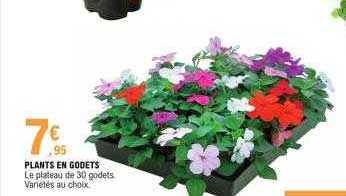 plants en godets