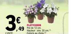 Platycodon