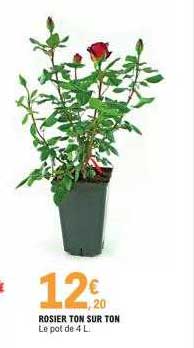 rosier ton sur ton