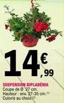 Suspension Dipladénia