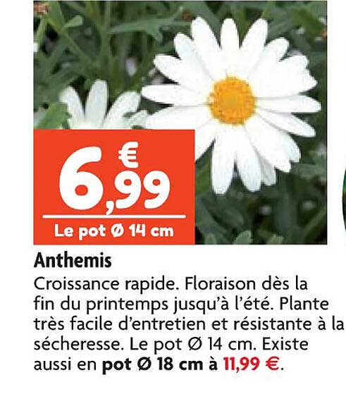 anthemis