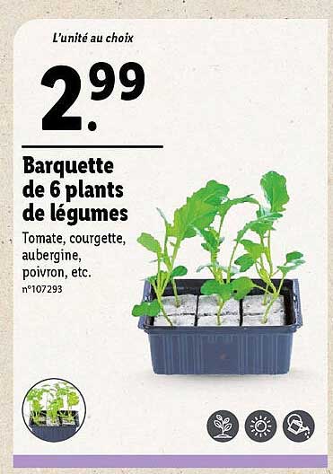 barquette de 6 plants de légumes