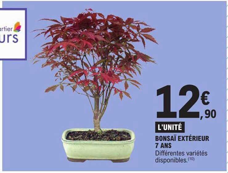 bonsaï extérieur 7 ans