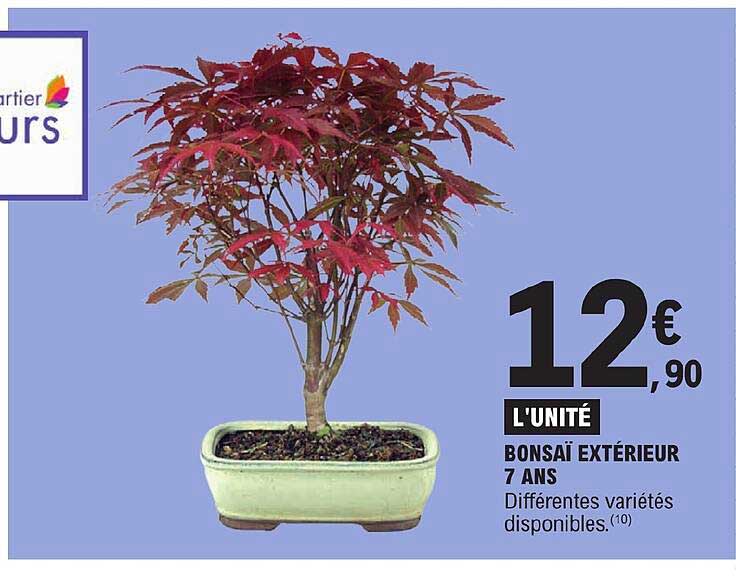 bonsaï extérieur 7 ans