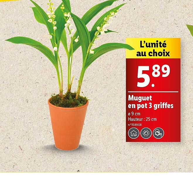 muguet en pot 3 griffes