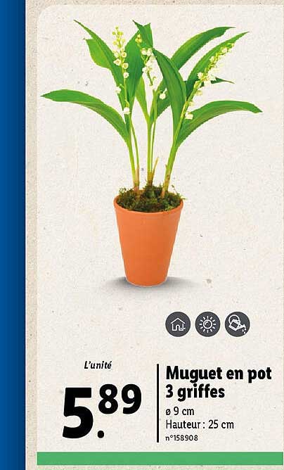 muguet en pot 3 griffes