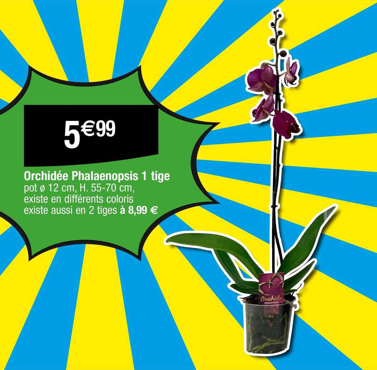 orchidée phalaenopsis 1 tige