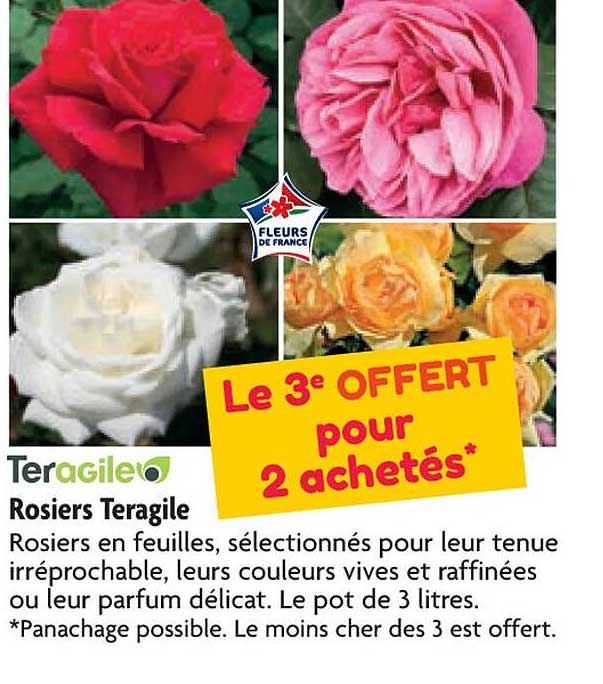 rosiers teragile