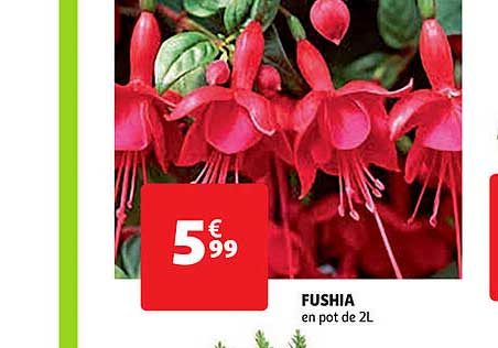 fushia