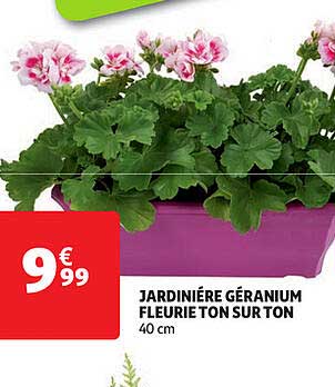 jardinière géranium fleurie ton sur ton