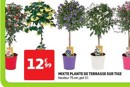 mixte plante de terrasse sur tige
