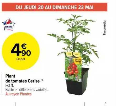 Plant de tomates Cerise
