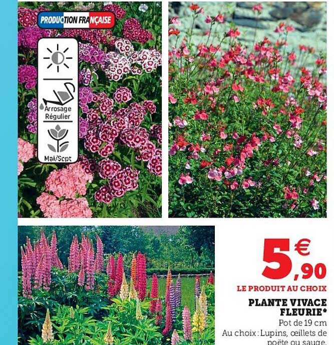 plante vivace fleurie