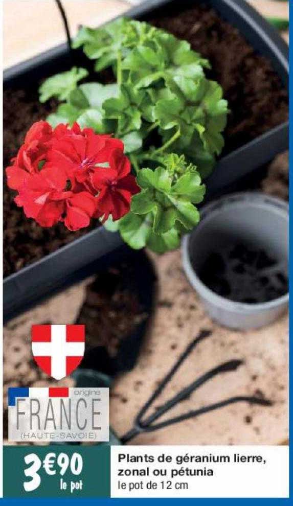 plants de géranium lierre, zonal ou pétunia