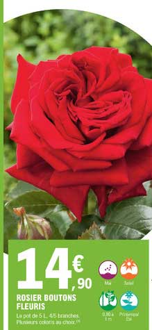 rosier boutons fleuris