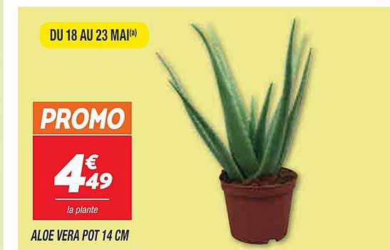 aloe vera pot 14cm