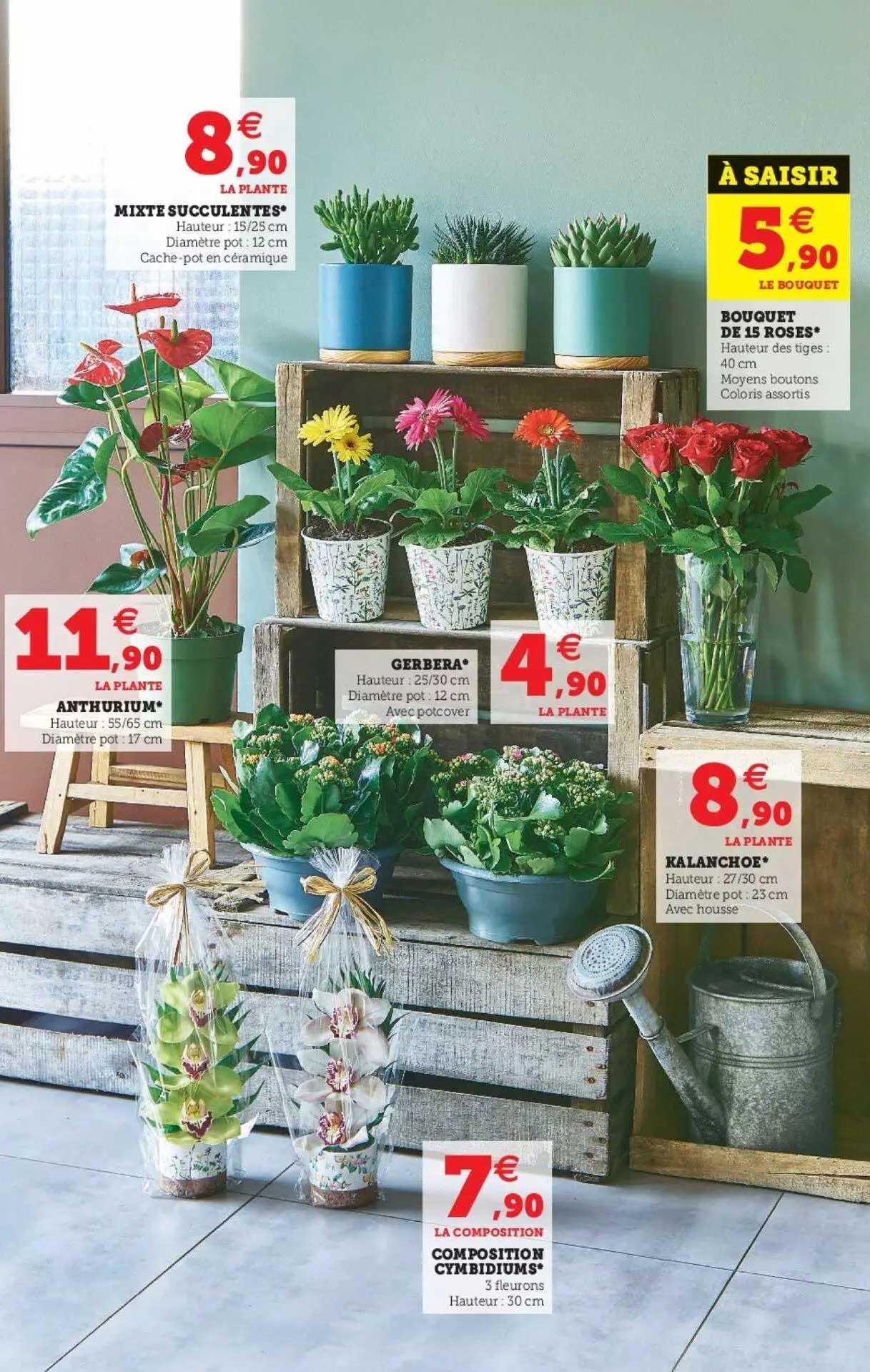 Anthurium, Mixte Succulentes, Bouquet De 15 Roses, Gerbera, Kalanchoé, Composition Cimbidium