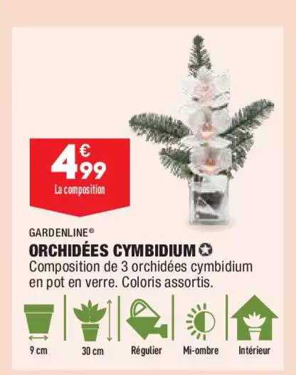 gardenline orchidées cymbidium