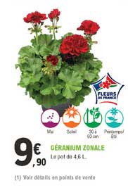 géranium zonale