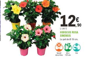 Hibiscus Rosa Sinensis