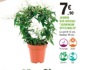 jasmin sur arceau "jasminum officinalis"