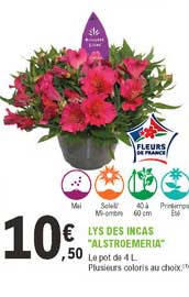 lys des incas "alstroemeria"