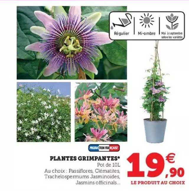 plantes grimpantes